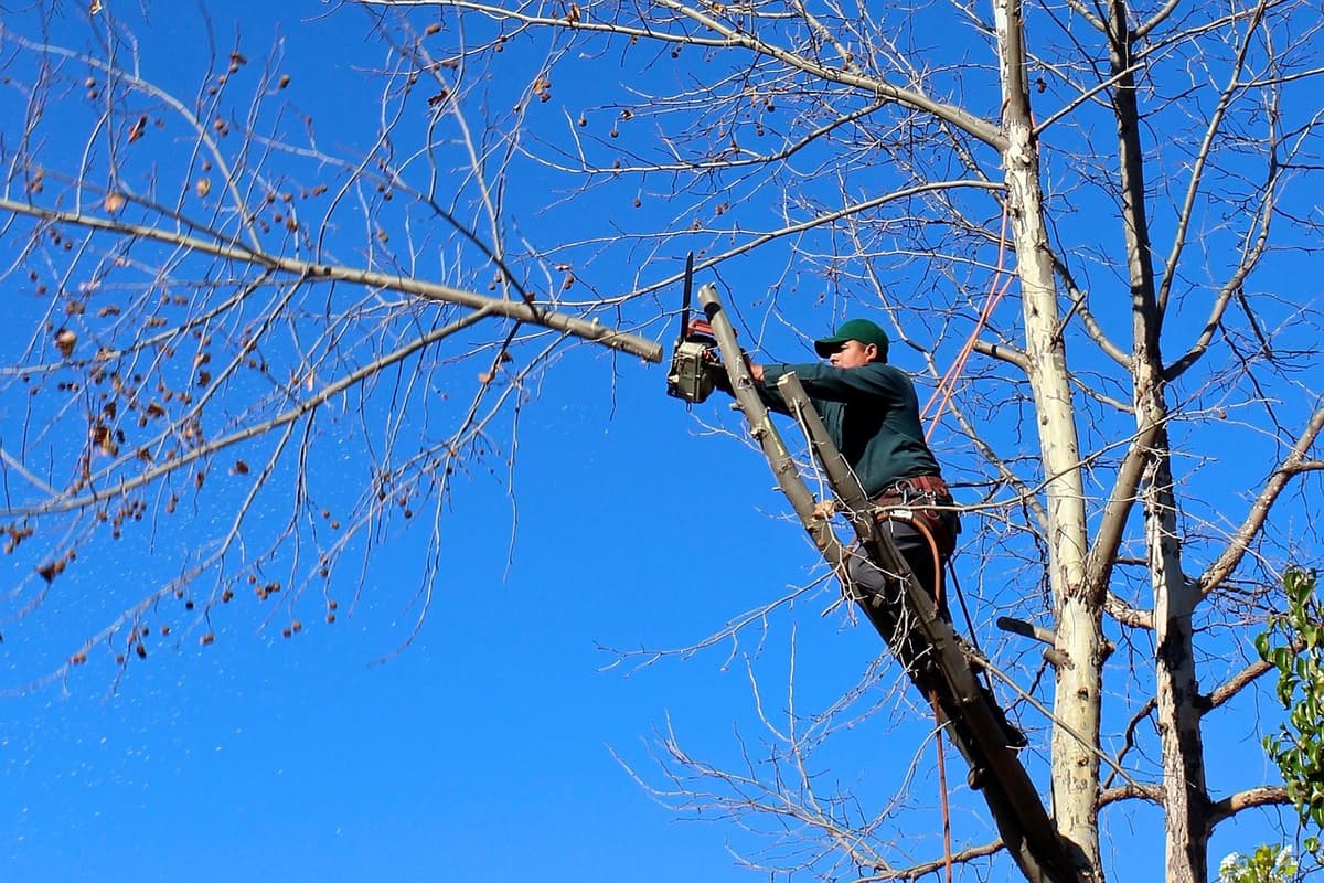 Professional Arborist
